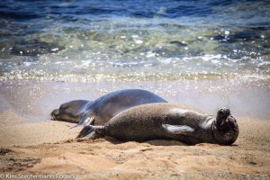 hawaiian monk seal, pup, RT22