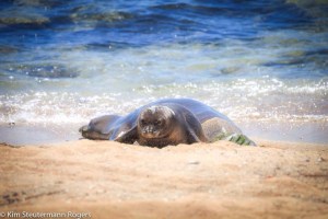 Hawaiian Monk Seal Pup, rt22