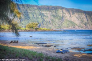 Morning View of Hawaiian Monk Seals and Molokai Sea Cliffs