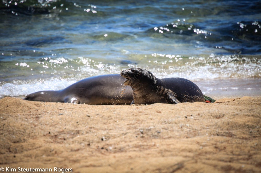 monk seal, kalaupapa, molokai