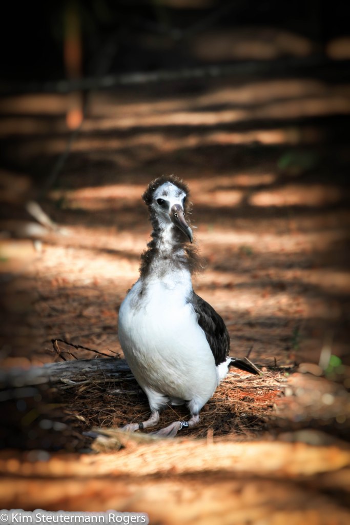 laysan albatross chick, fledging, birdwatching