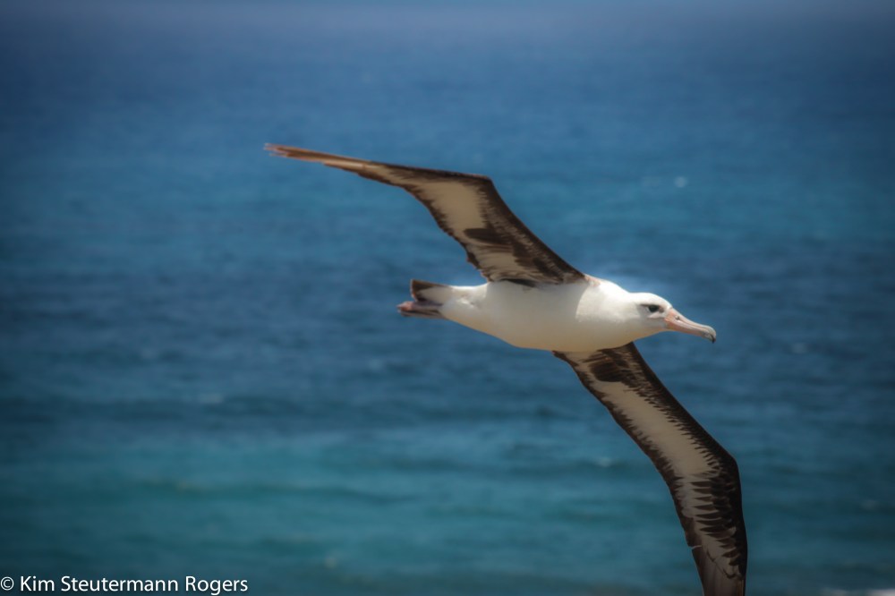 flying laysan albatross adult
