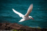 red-tailed tropicbird
