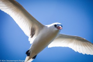 red-tailed tropicbird
