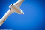 red-tailed tropicbird