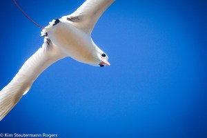 red-tailed tropicbird