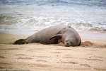 gps-tagged hawaiian monk seal
