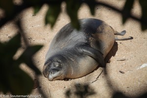 sleeping hawaiian monk seal