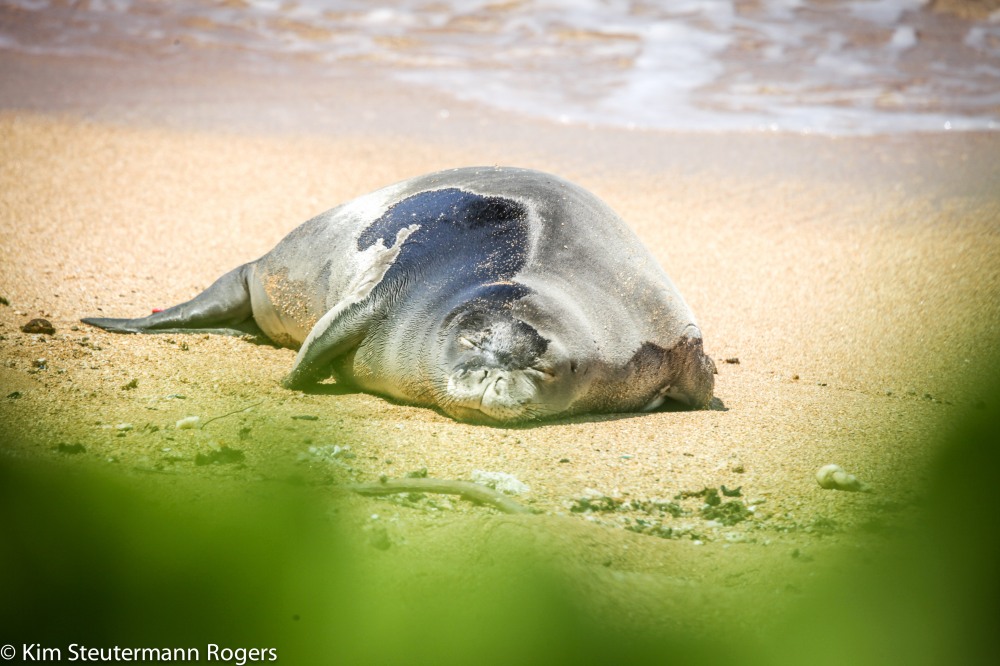 hawaiian monk seal weaner