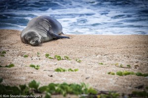 hawaiian monk seal weaner