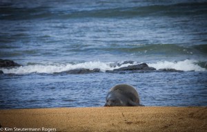 Monk seal pup "galumphs" on the beach.