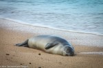 This slumbering Hawaiian monk seal "weaner" is tagged F30.