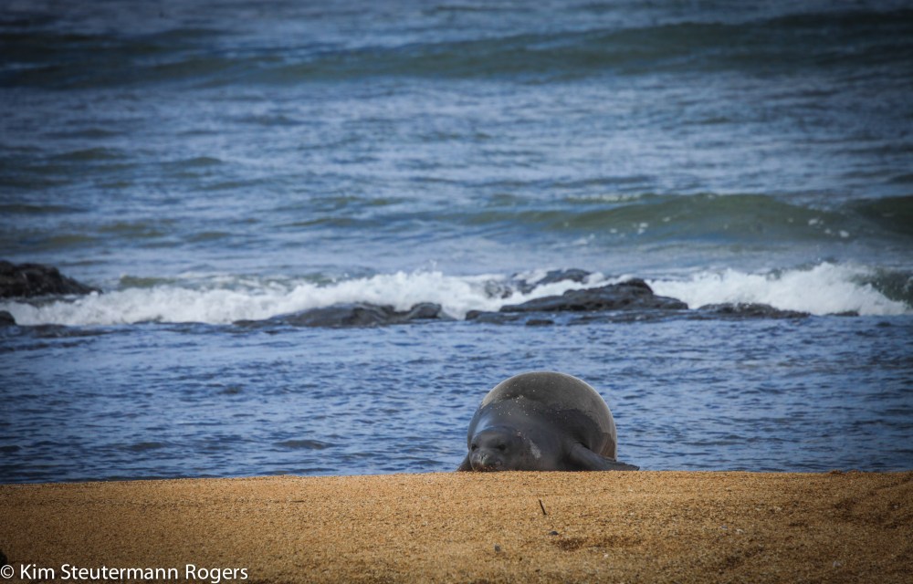 hawaiian monk seal, hurricane, ocean, beach