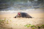 yawning hawaiian monk seal pup
