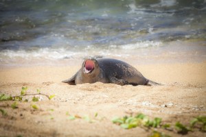 yawning hawaiian monk seal pup