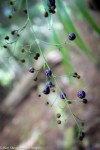 Berries at Berry Flats Trail in Kokee, Kauai
