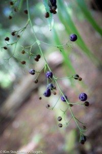 Berries at Berry Flats Trail in Kokee, Kauai