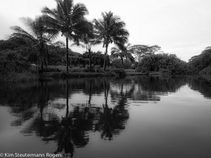 Reflections of a Palm Tree. Or Three.