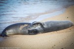 two sleeping hawaiian monk seals