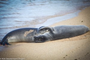 two sleeping hawaiian monk seals