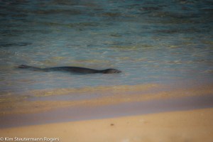 Swimming Hawaiian monk seal