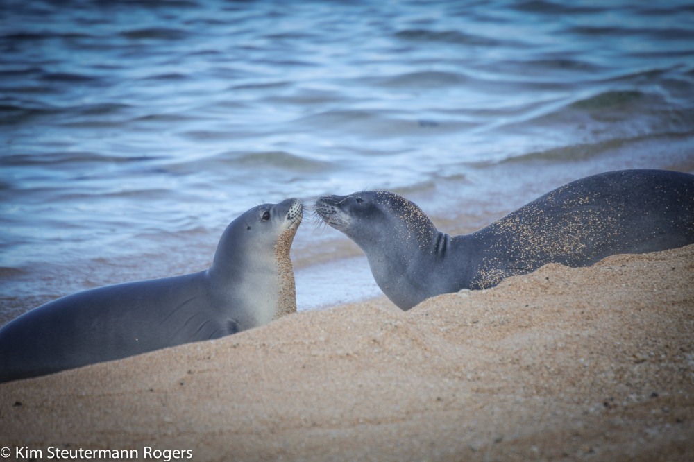 Two Hawaiian monk seals