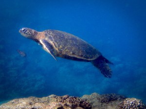 green sea turtle