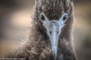 fuzzy laysan albatross chick