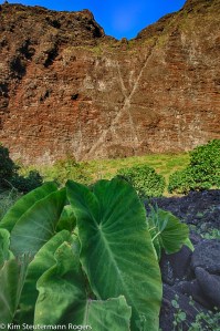 taro growing at nualolo kai, napali coast, kauai