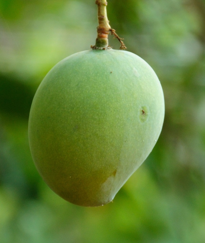 green mango