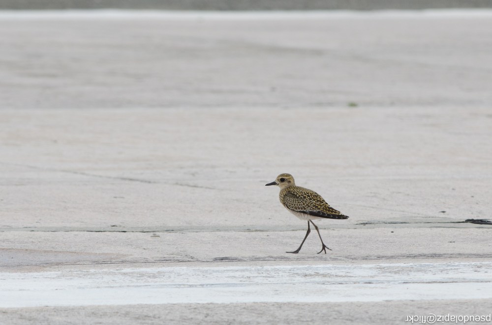 pacific golden plover