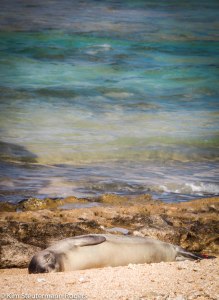 Hawaiian Monk Seal Weaner
