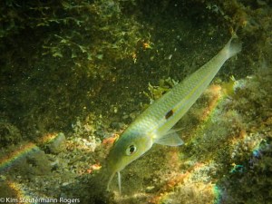 Yellowstripe Goatfish