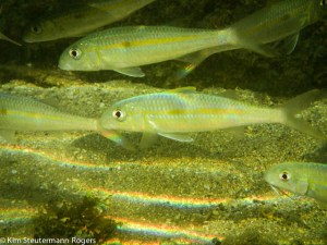 Yellowfin Goatfish