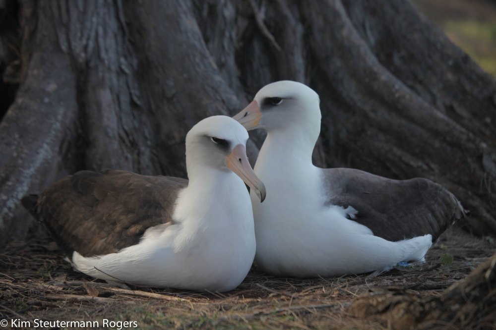 Laysan albatross pair. Kauai.