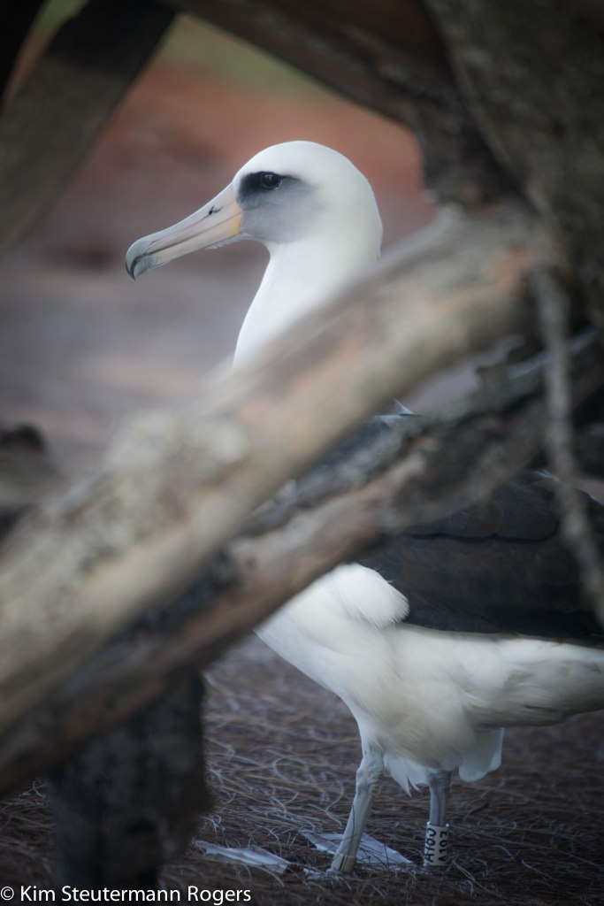 Laysan albatross kauai
