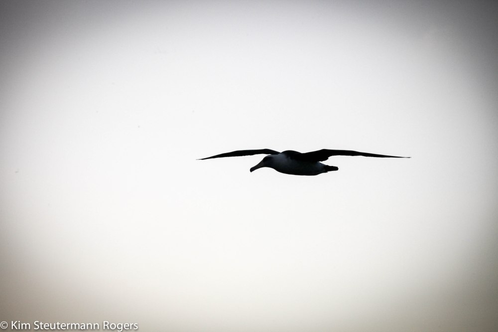 silhouette of soaring laysan albatross