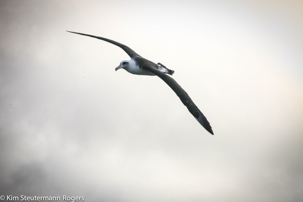 soaring laysan albatross
