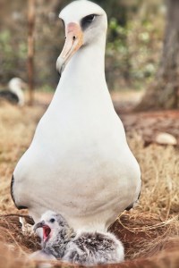yawning laysan albatross chick