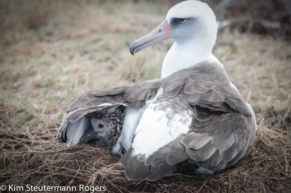 laysan albatross, chick, wing