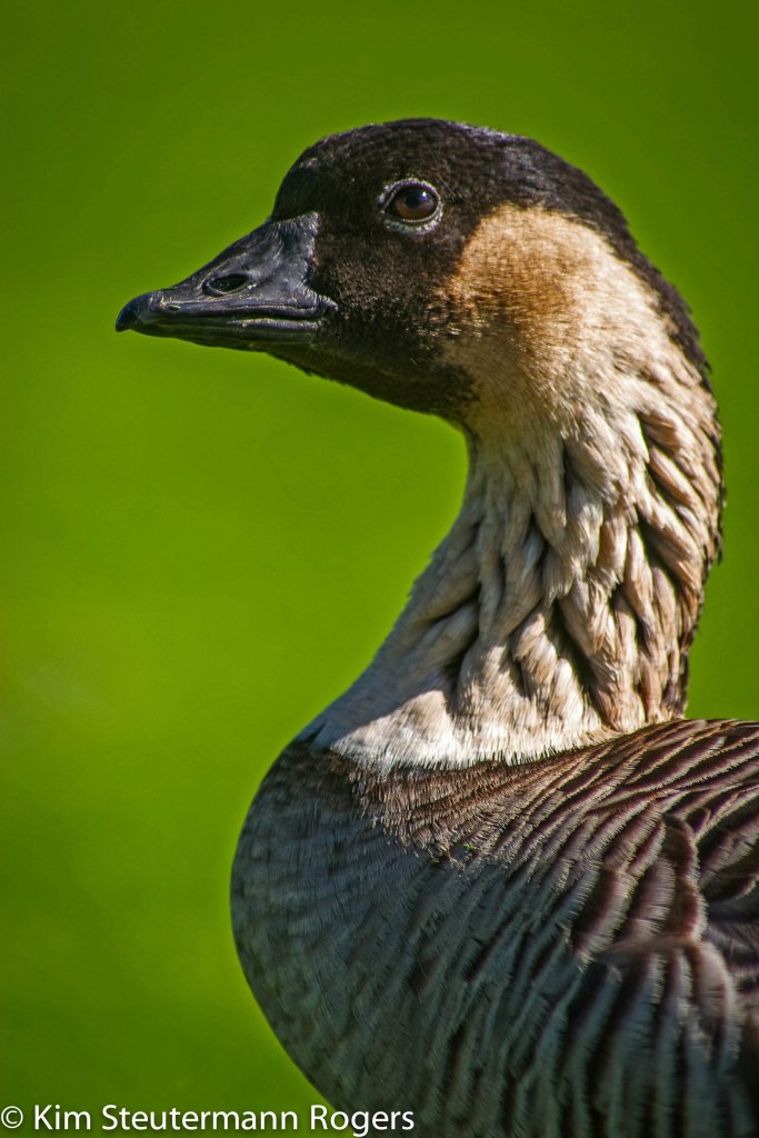 nene, hawaiian goose, endangered species