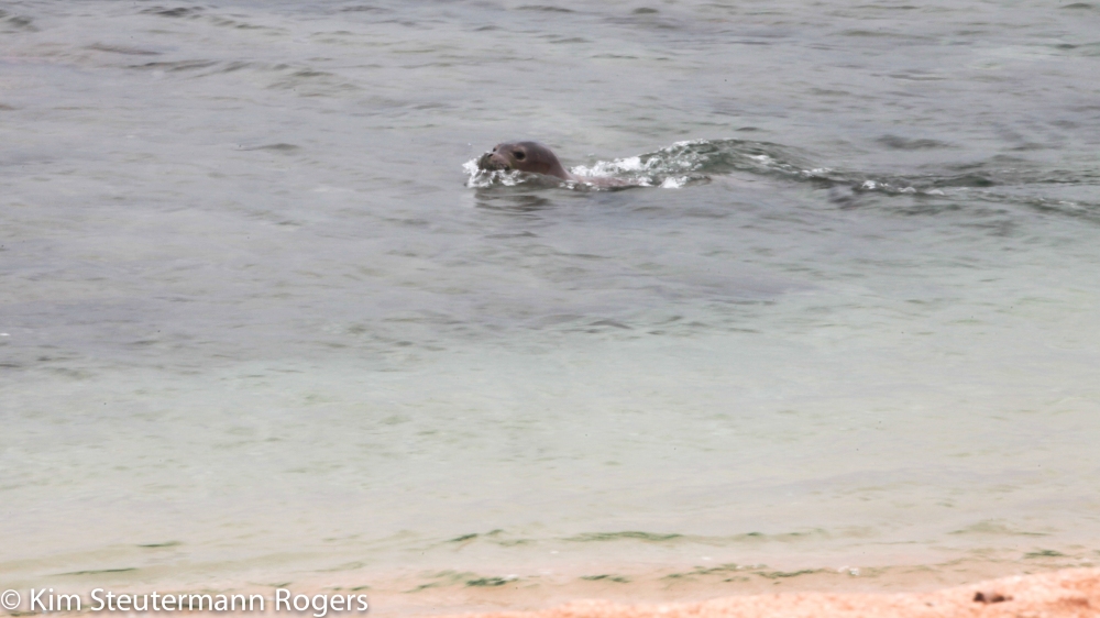 hawaiian monk seal swimming in sea