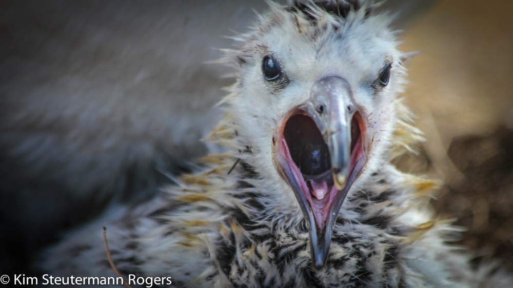Laysan albatross chick yawning