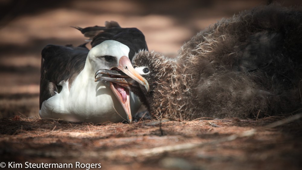 Laysan albatross adult feeding a chick