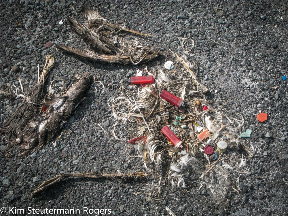 skeletal and plastic remains of an albatross