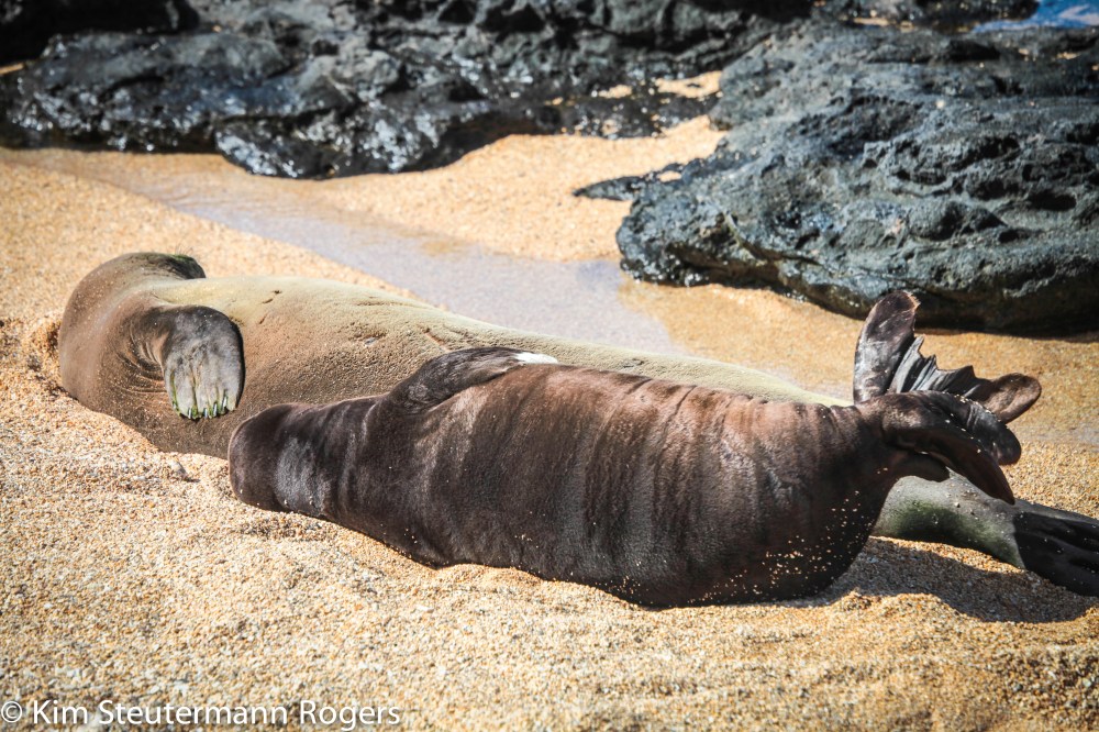 Hawaiian monk seal pup
