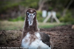 Laysan albatross chick on Kauai