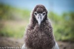 Laysan albatross chick on Kauai