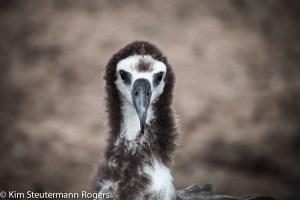 Laysan albatross chick on Kauai
