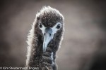 Laysan albatross chick on Kauai